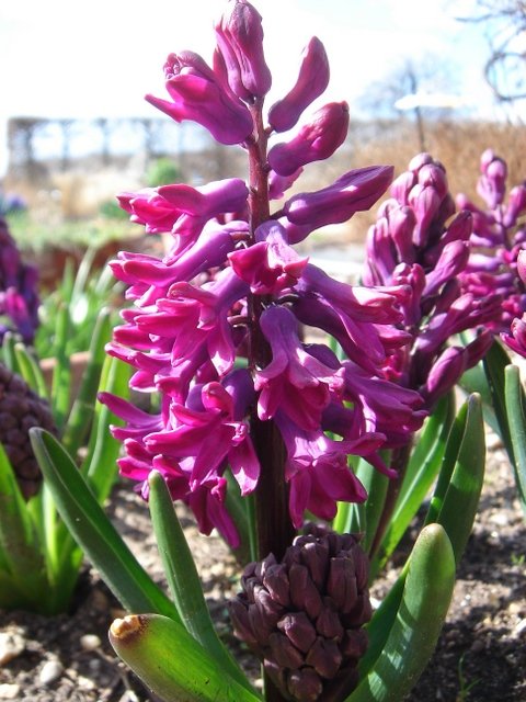Hyacinthus orientalis 'Woodstock' PB 11